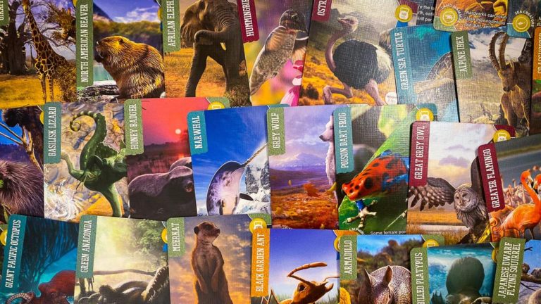 The Champion of the Wild